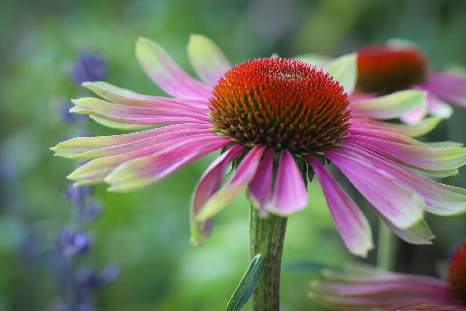 Kaunopunahattu 'Green Twister' (Echinacea purpurea)
